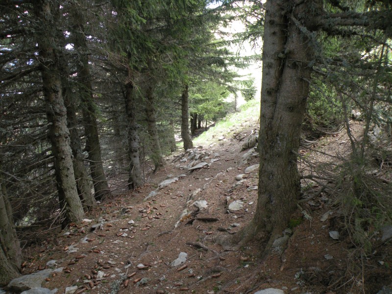 #6 photo6 : Début de la descente sur tapis d photo6 : Début de la descente sur tapis d'aiguilles d'épicéa