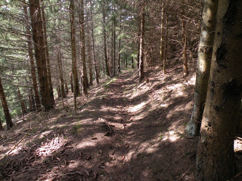 #12 photo12 : Deuxième partie, sentier plus large, plus facile photo12 : Deuxième partie, sentier plus large, plus facile