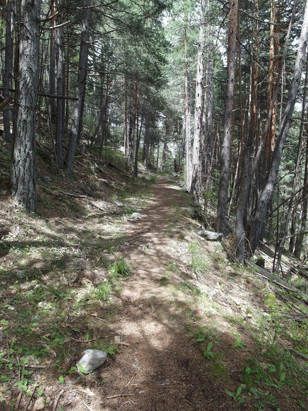 #16 Vers le col de l Vers le col de l'Espella : très belle remontée en forêt ..