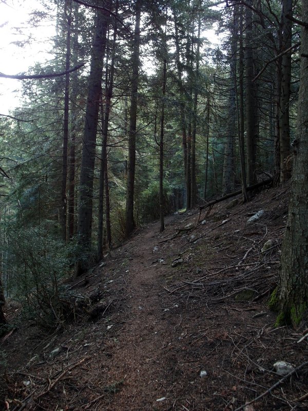 #1 Vers le col de la Courbaisse : forêt à sangliers Vers le col de la Courbaisse : forêt à sangliers