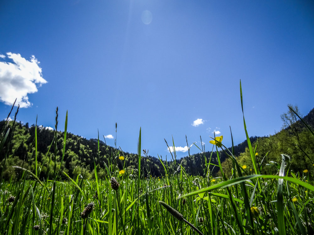 #9 Fleurs des champs : Il fait vraiment beau aujourd Fleurs des champs : Il fait vraiment beau aujourd'hui.