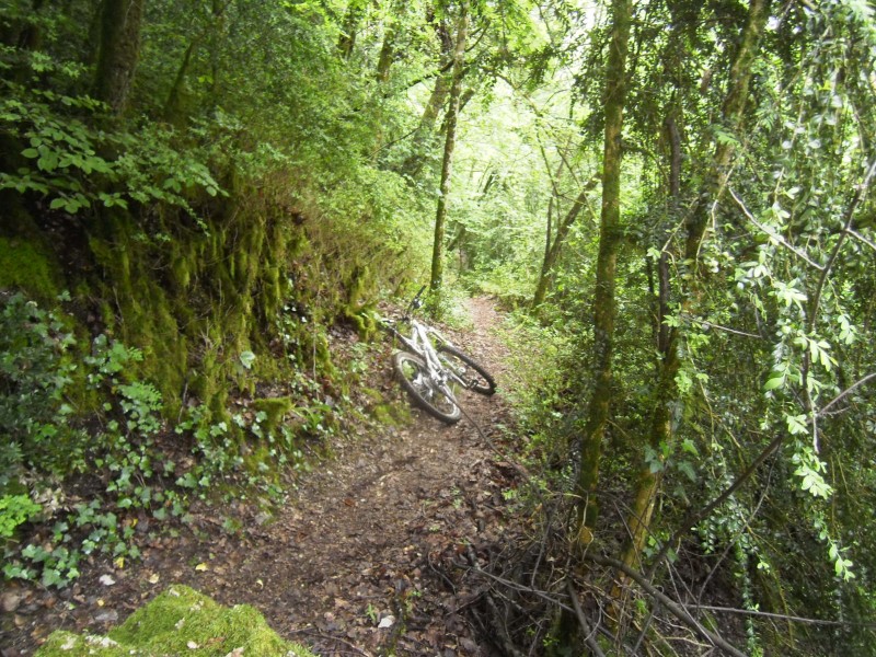 Sentier de Montagny : Belle portion lisse, ambiance jungle.