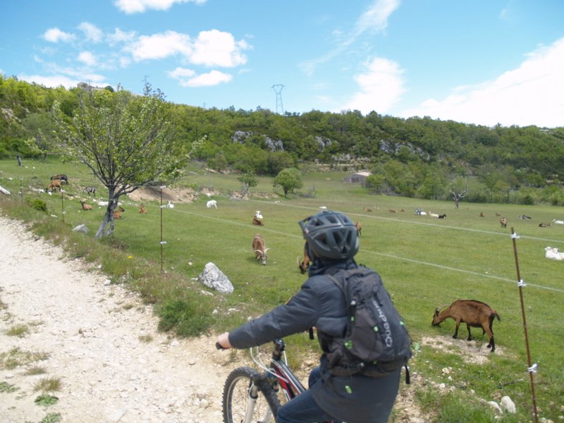 Montée à Châteauneuf : Les chèvres surveillent le Tim