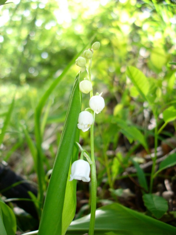 Muguet : fleuri au-dessus de Seyssins