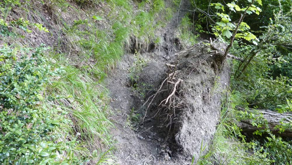 #1 Et c Et c'est la chute : une chute d'arbre a emporté un bout du sentier sur le haut