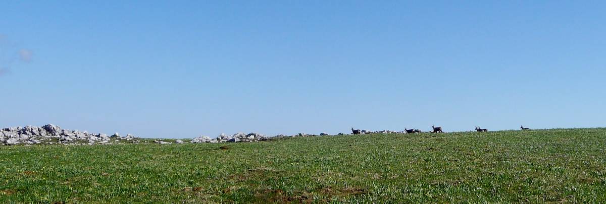 #4 Chamois : On reviendra quand il sera parti. Chamois : On reviendra quand il sera parti.