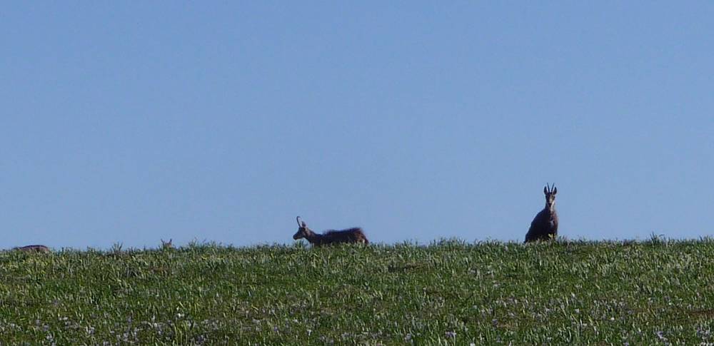#3 Chamois : Tu es qui toi ? C Chamois : Tu es qui toi ? C'est mon herbe ici !