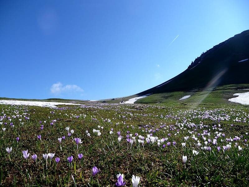 #2 Charmant-Som : tapis de fleurs Charmant-Som : tapis de fleurs