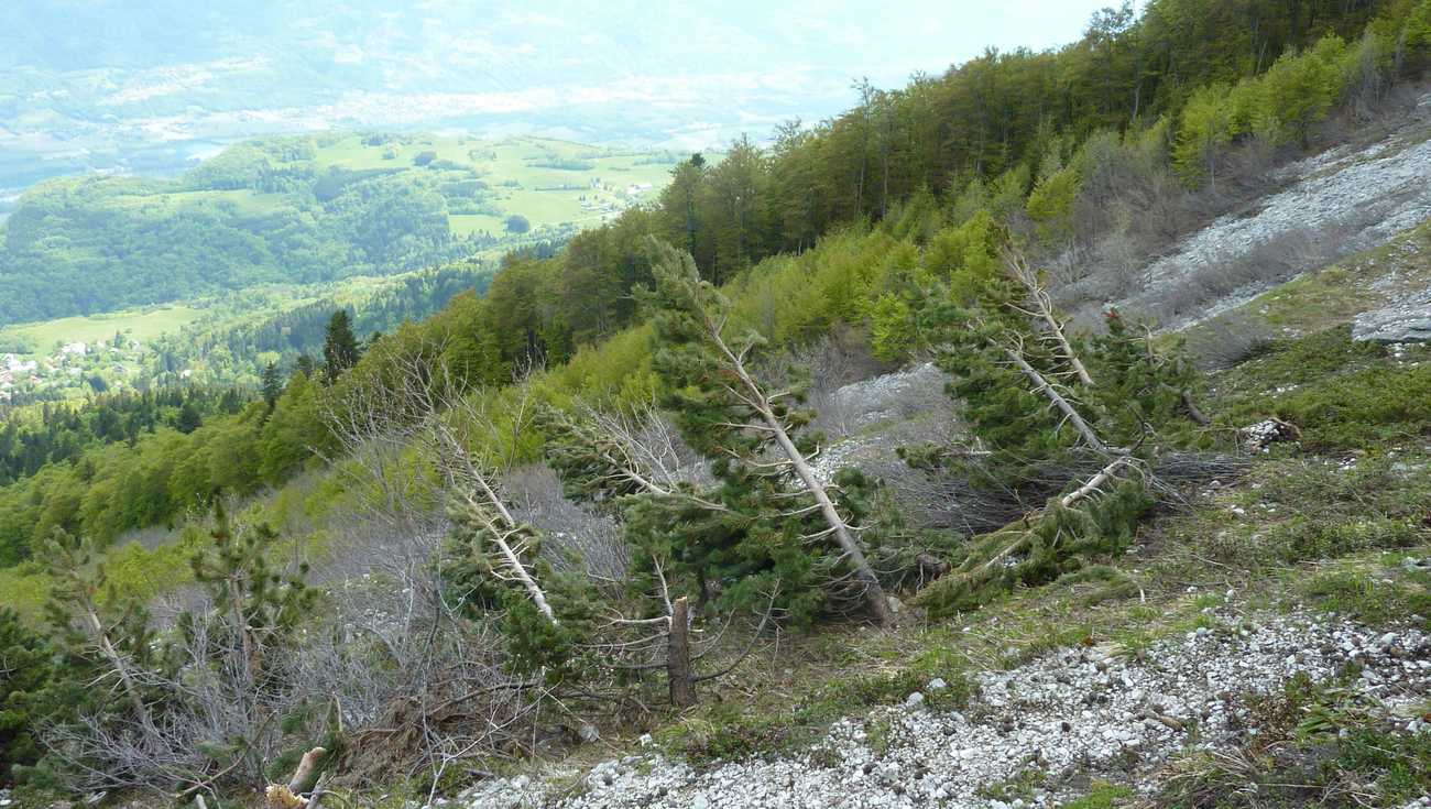 #6 Avalanche : tous les arbres dans ce passage sont soit couchés, soit cassés Avalanche : tous les arbres dans ce passage sont soit couchés, soit cassés
