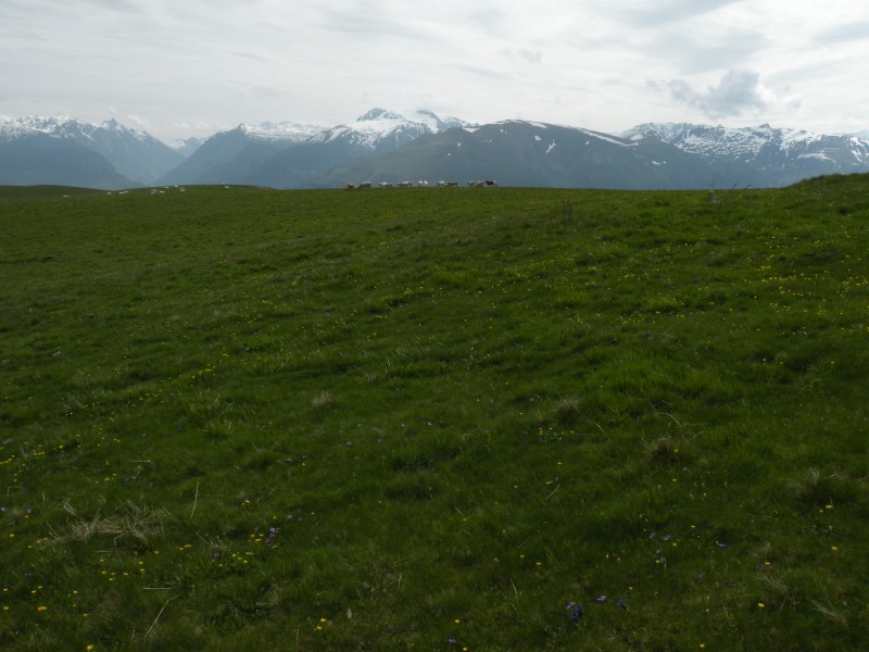 #3 Photo3 : Au loin le Taillefer bien enneigé Photo3 : Au loin le Taillefer bien enneigé