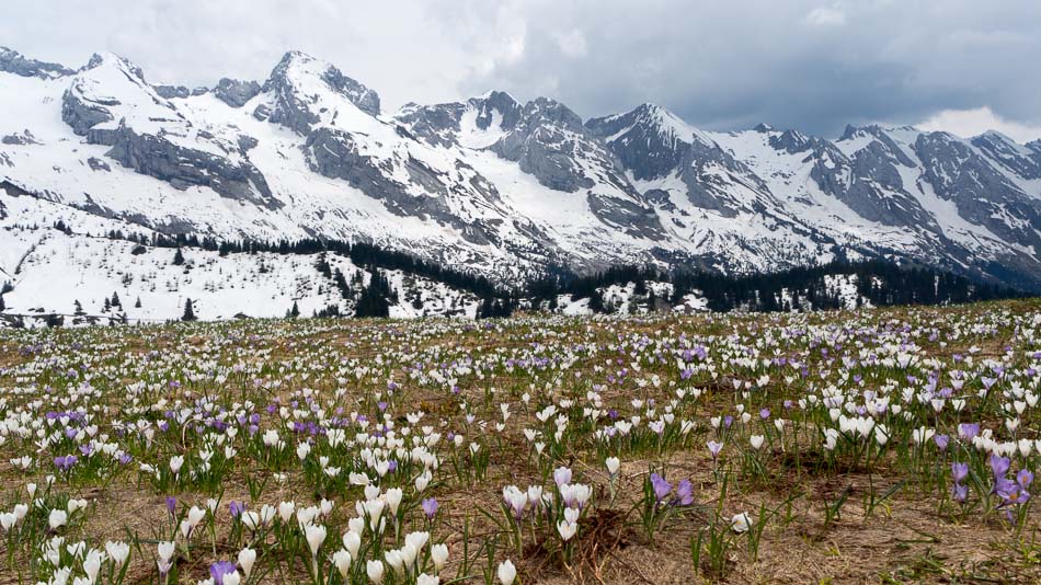 les combes : sur un lit de crocus