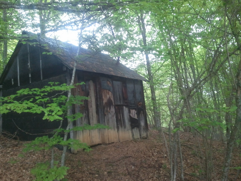 photo 6 : vieille petite cabane sous les hêtres.