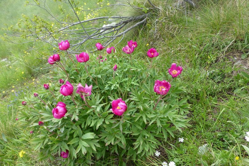 Pivoines sauvages : Superbes