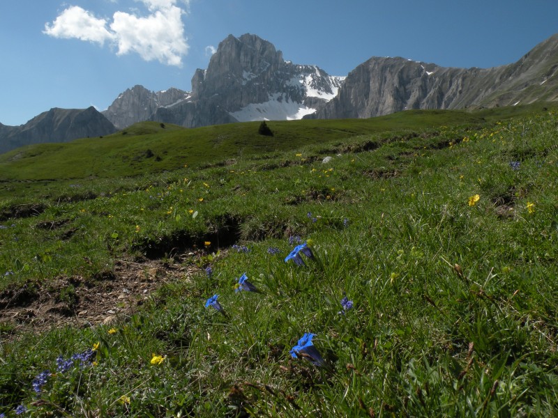 Photo3 : Alpage fleurit sur fond d'Obiou
