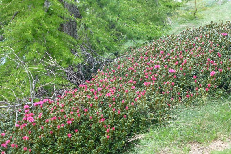 #7 Rhododendrons : Commencent à peine à fleurir Rhododendrons : Commencent à peine à fleurir