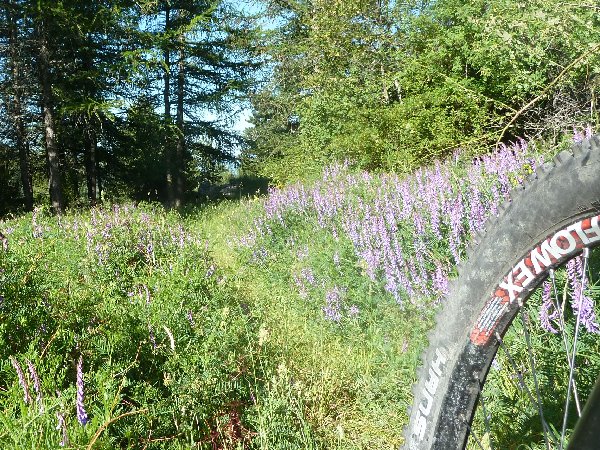 Melezin du Col de La Sapie