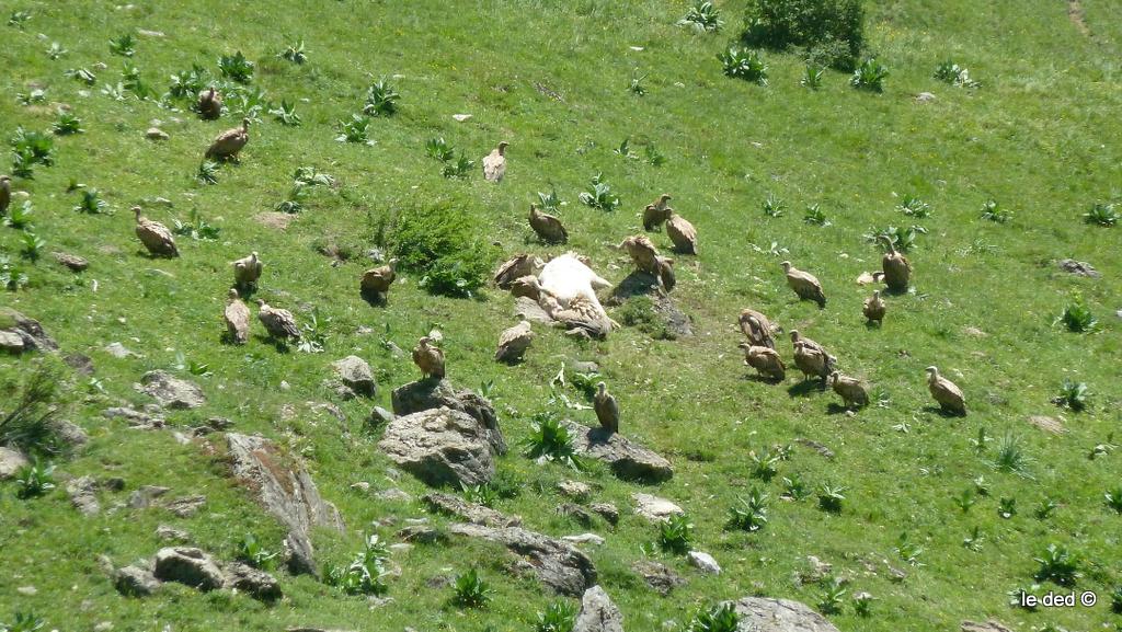#10 Charogniards : les vautours sont en train d Charogniards : les vautours sont en train d'achever un veau gémissant