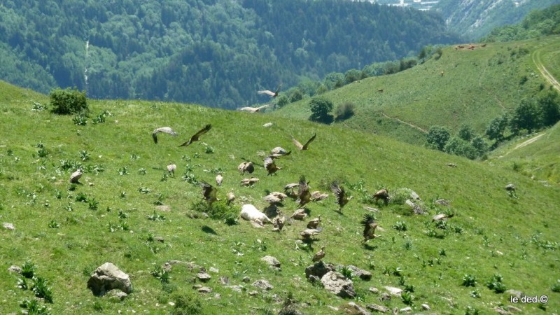 Charognards : même pas trop perturbés dans leur mission de nécrophagie !