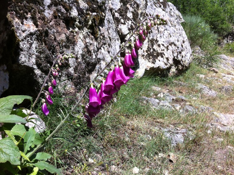 #5 Raid Enduro Ardèche : Digitales Raid Enduro Ardèche : Digitales