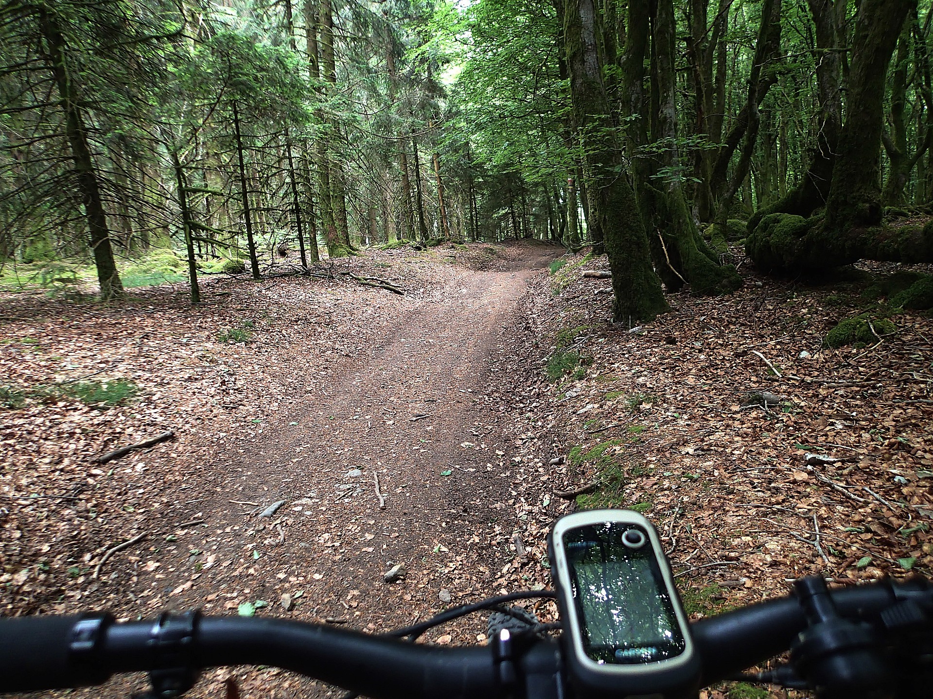 La presque inquiétante forêt de Bibracte.
