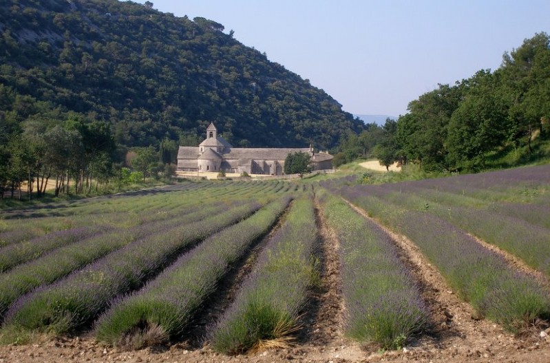 L'Abbaye et ses champs de lavande.