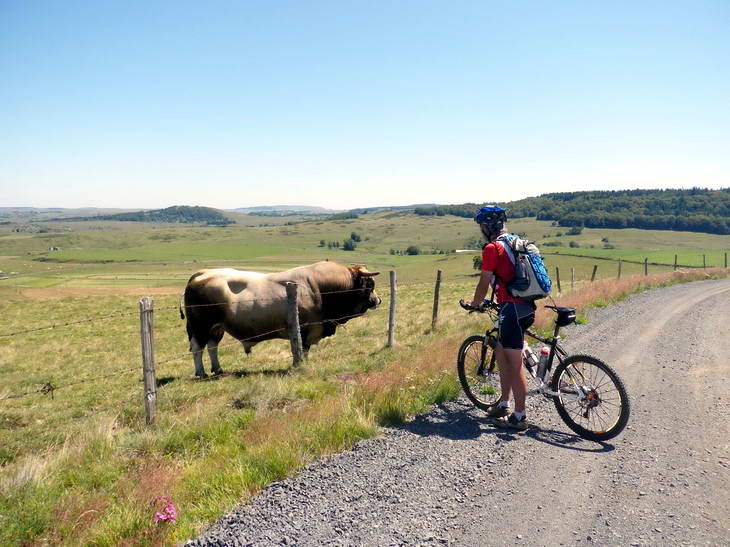 Que serait l'Aubrac sans ces beaux mâles?