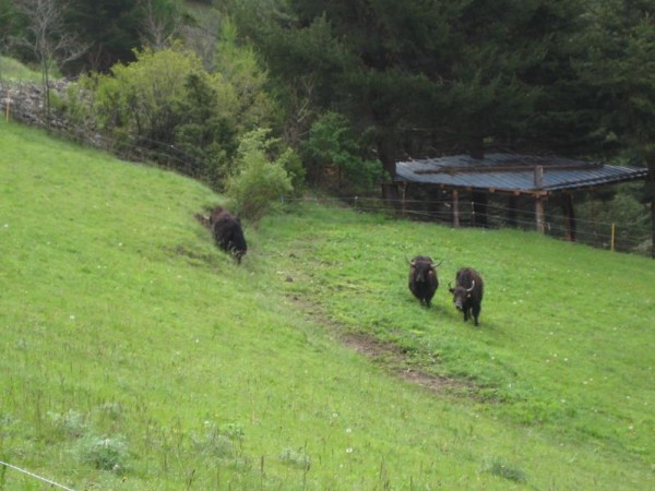 Les vaches du Queyras : Les Yacks ont été introduits dans les Alpes