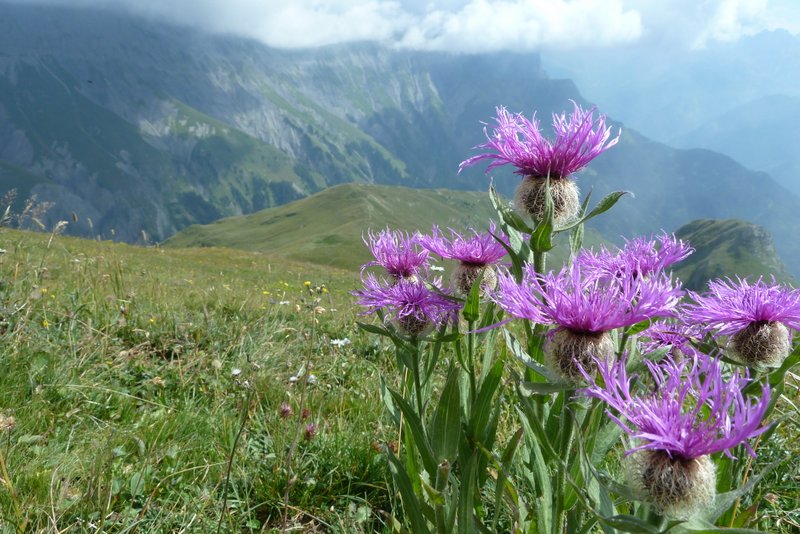 Flore violette : Encore un peu de couleur dans l'alpage
