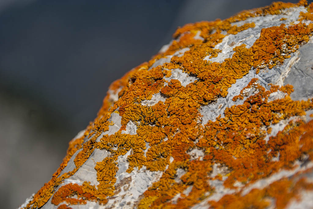 Lichen : couleurs étranges et psychédéliques