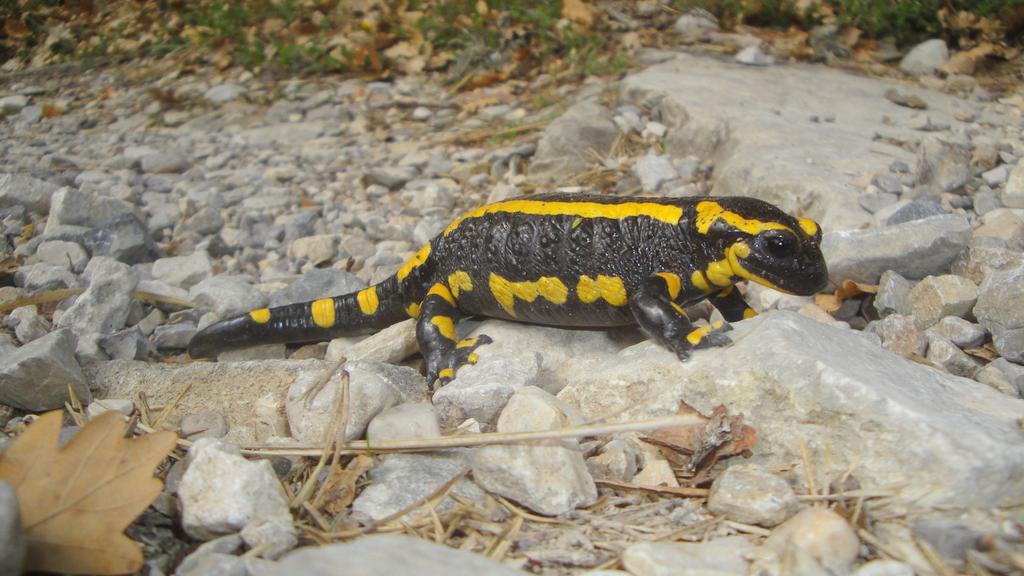 La montée de Sapet : Attention aux salamandres sur la piste