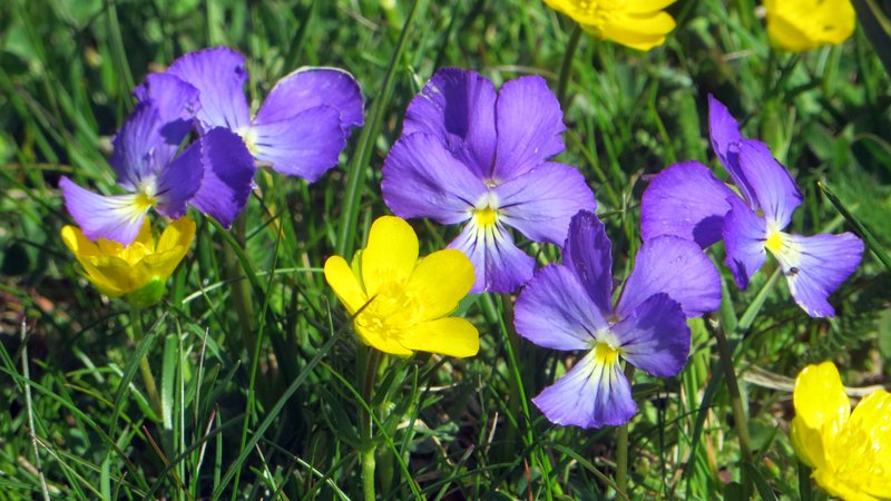 Fleurs de Jiboui : Jiboui est magnifique au printemps