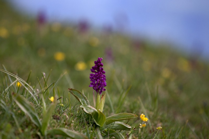 #5 Une fleur : une orchidée Une fleur : une orchidée