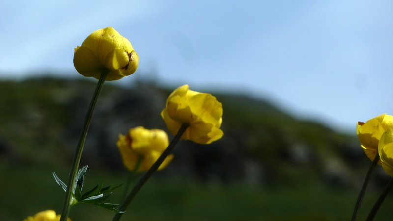 La belle jaune : Pause fleurs