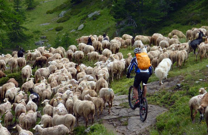 moutons : En rive droite