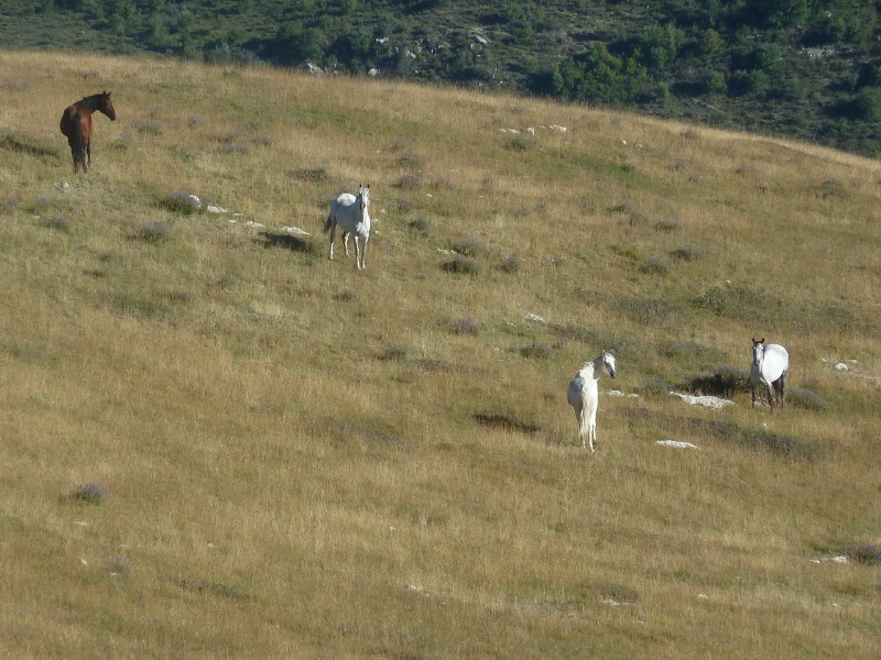 Alpage de Mare : Ca change des ovins