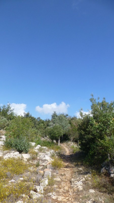 Sentier de la Bonella : Ici pas de soucis pour passer, la végétation est dense sur le bas du sentier