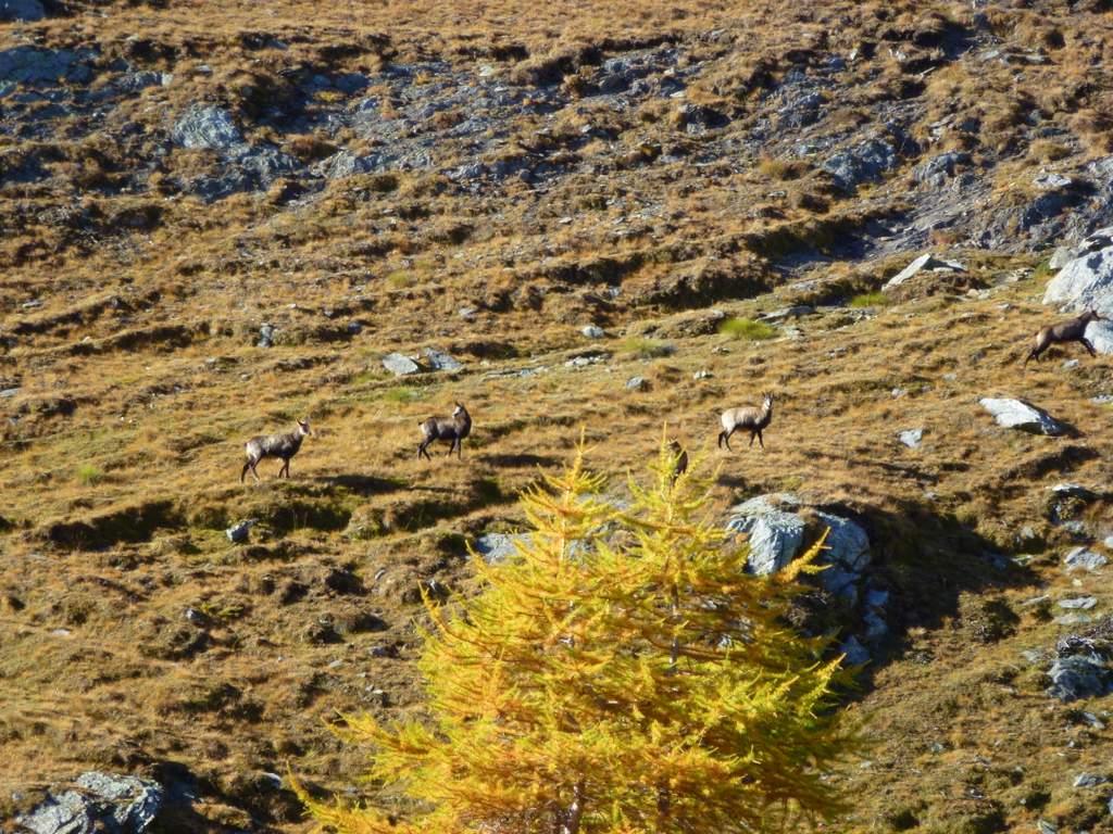 Pousset Superiore : Beaucoup de chamois dans le vallon de Pousset
