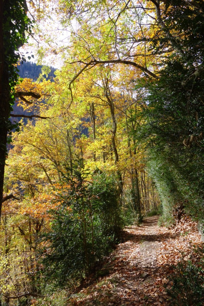 #14 Sentier entre Ardengost et Camous Sentier entre Ardengost et Camous