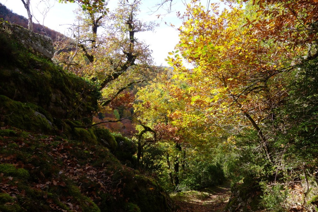 #15 Sentier entre Ardengost et Camous Sentier entre Ardengost et Camous