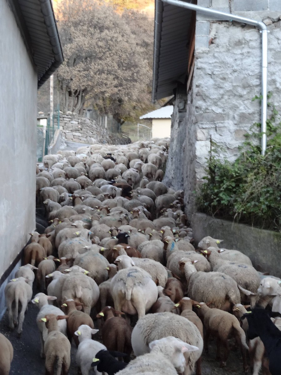 le troupeau rentre à la bergerie