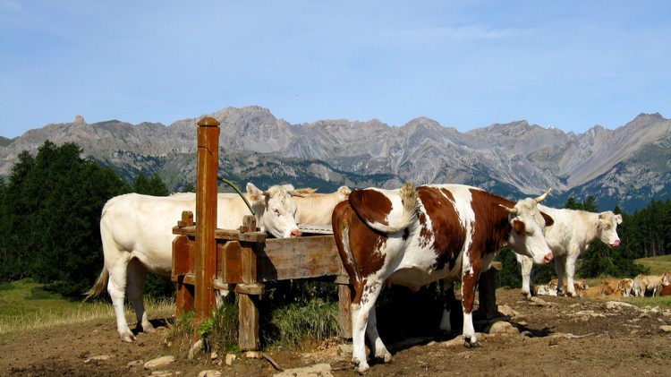 La belle vie : pour ces vaches, abreuvoir grand luxe et panorama 5*