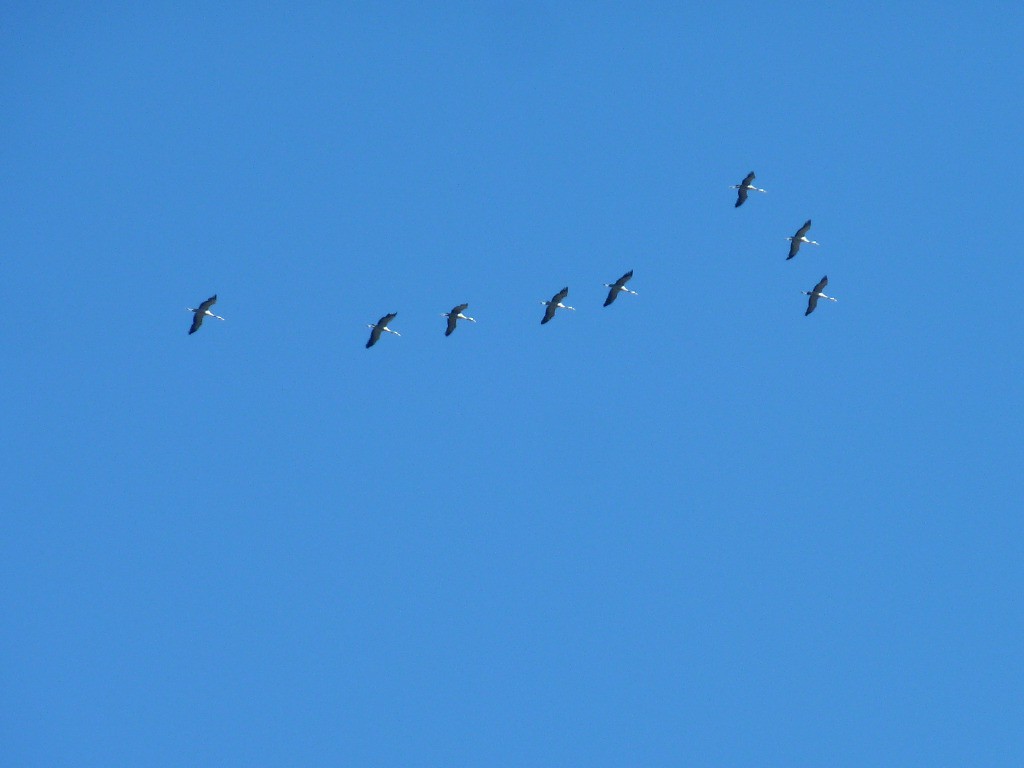 #1 Grues cendrées en migration Grues cendrées en migration