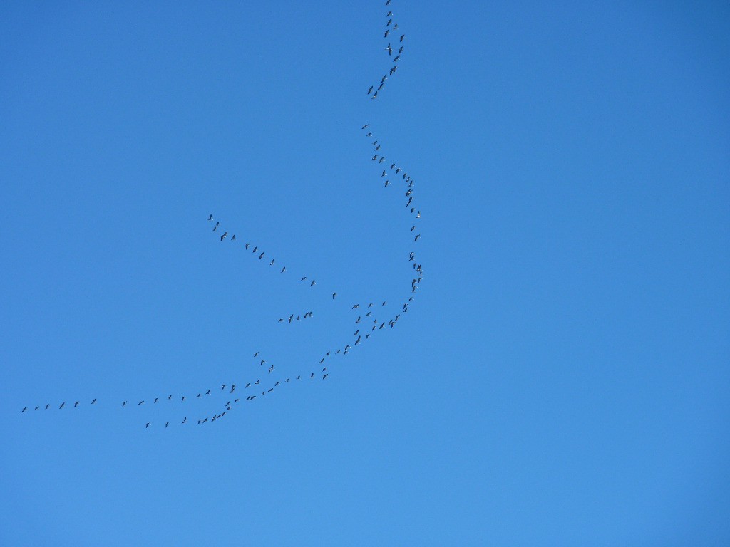 #3 Grues cendrées en migration Grues cendrées en migration