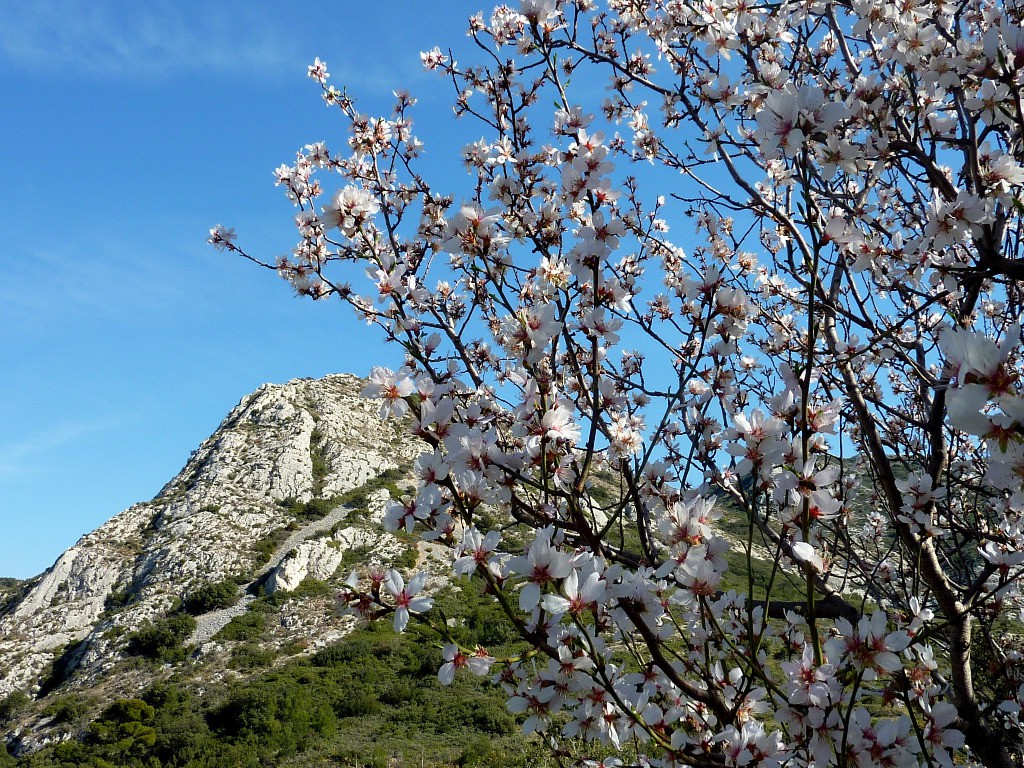 #5 Amandier en fleur Amandier en fleur