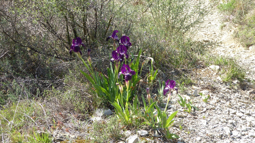 #27 Des iris Des iris