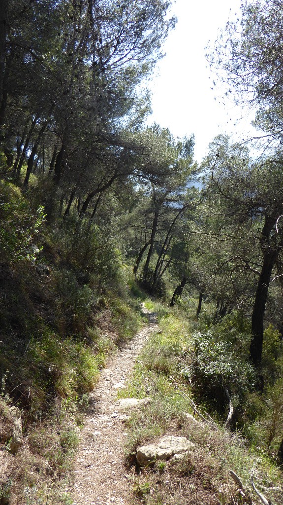 #29 Torri Inf Torri Inf