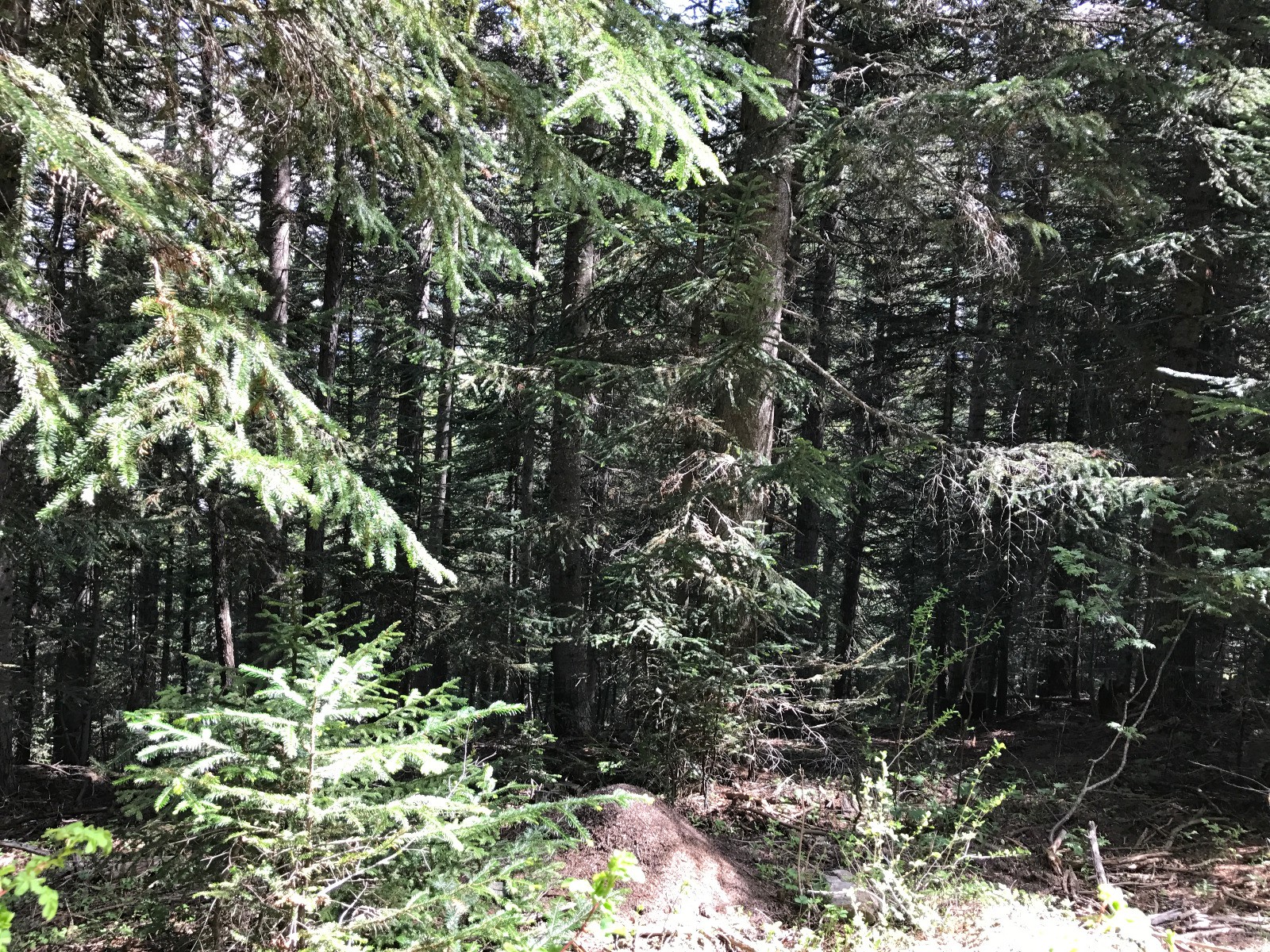 #2 Une belle sapinière Une belle sapinière