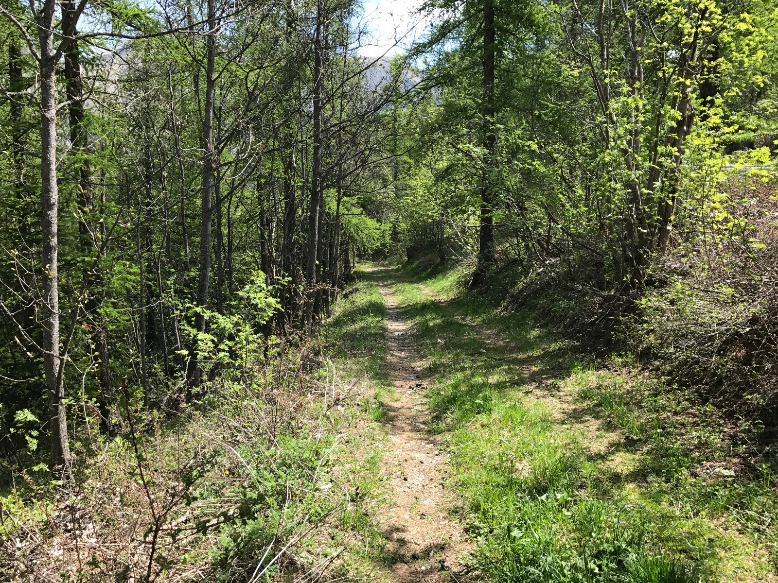 #1 ça commence par un belle piste verdoyante ça commence par un belle piste verdoyante
