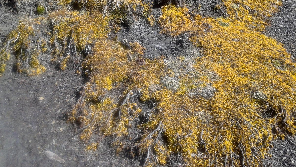 #11 sorte de lichen ? sorte de lichen ?