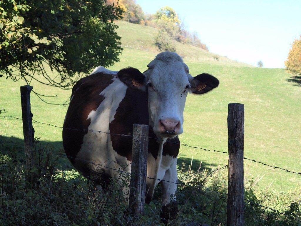 #14 Bonjour madaaame ... Bonjour madaaame ...